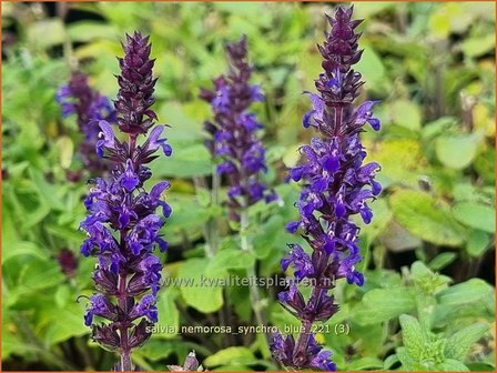 Salvia nemorosa &amp;#39;Synchro Blue&amp;#39; | Bossalie, Salie, Salvia | Steppensalbei