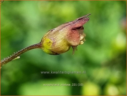Scrophularia nodosa | Knopig helmkruid, Helmkruid | Knotige Braunwurz | Knotted Figwort
