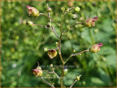 Scrophularia nodosa | Knopig helmkruid, Helmkruid | Knotige Braunwurz