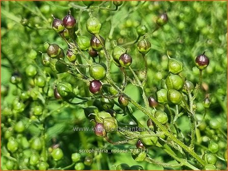 Scrophularia nodosa | Knopig helmkruid, Helmkruid | Knotige Braunwurz | Knotted Figwort