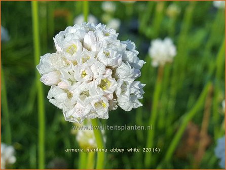 Armeria maritima &amp;#39;Armada White&amp;#39; | Engels gras | Strand-Grasnelke