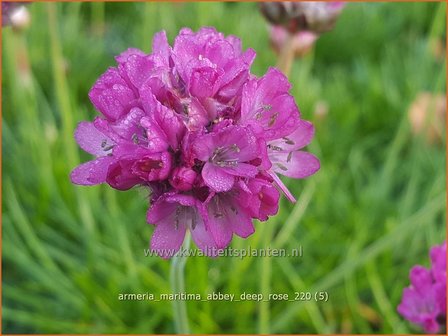 Armeria maritima &#039;Armada Deep Rose&#039; | Engels gras | Strand-Grasnelke