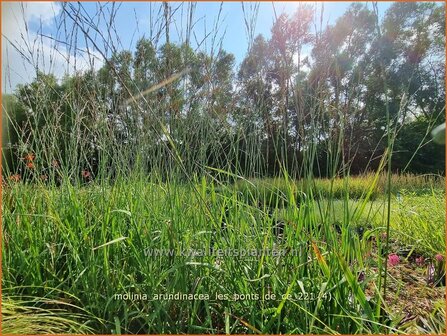 Molinia arundinacea &#039;Les Ponts de C&eacute;&#039; | Pijpenstrootje | Hohes Pfeifengras