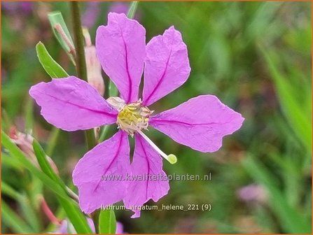 Lythrum virgatum 'Hel&egrave;ne' | Fijne kattenstaart, Kattenstaart | Ruten-Weiderich | Wand Loosestrife