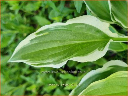 Hosta &#039;So Sweet&#039; | Hosta, Hartlelie, Funkia | Funkie