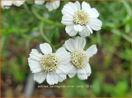 Achillea cartilaginea 'Silver Spray' | Hemdsknoopjes, Bertram, Duizendblad | Knorbelbl&auml;ttrige Garbe