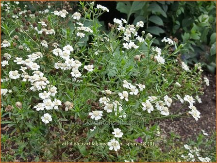Achillea cartilaginea 'Silver Spray' | Hemdsknoopjes, Bertram, Duizendblad | Knorbelbl&auml;ttrige Garbe