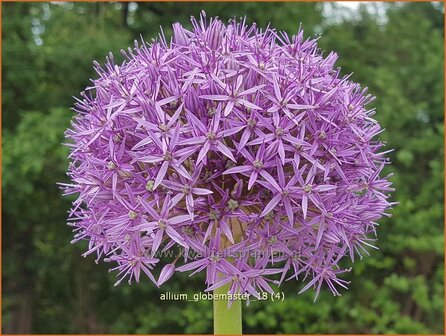 Allium &#039;Globemaster&#039; | Reuzenlook, Sierui, Look | Lauch
