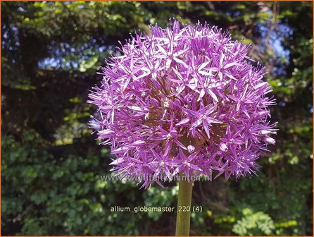 Allium &#039;Globemaster&#039; | Reuzenlook, Sierui, Look | Lauch