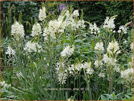 Camassia leichtlinii 'Alba' | Prairielelie