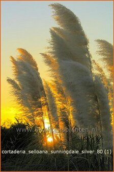 Cortaderia selloana 'Sunningdale Silver' | Pampasgras