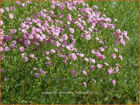 Gypsophila paniculata 'Flamingo' | Gipskruid, Pluimgipskruid