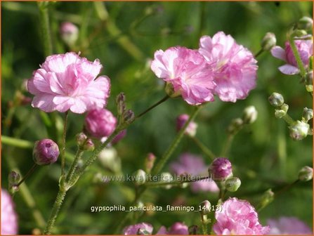 Gypsophila paniculata 'Flamingo' | Gipskruid, Pluimgipskruid