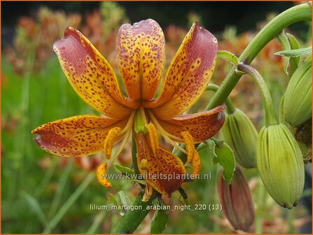 Lilium martagon 'Arabian Night' | Turkse lelie, Lelie | T&uuml;rkenbund-Lilie