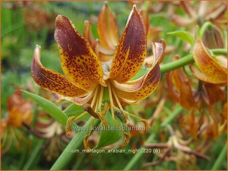 Lilium martagon 'Arabian Night' | Turkse lelie, Lelie | T&uuml;rkenbund-Lilie