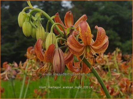 Lilium martagon 'Arabian Night' | Turkse lelie, Lelie | T&uuml;rkenbund-Lilie