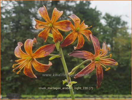 Lilium martagon 'Arabian Night' | Turkse lelie, Lelie | T&uuml;rkenbund-Lilie