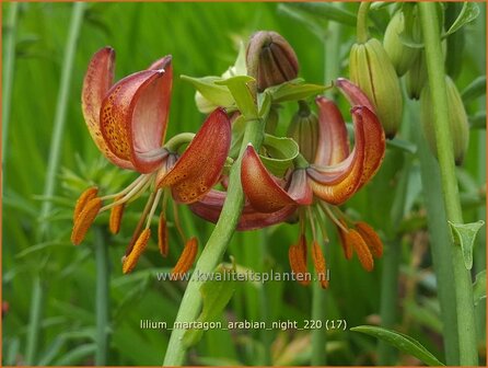 Lilium martagon 'Arabian Night' | Turkse lelie, Lelie | T&uuml;rkenbund-Lilie