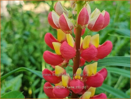 Lupinus 'Tequila Flame' | Lupine | Lupine