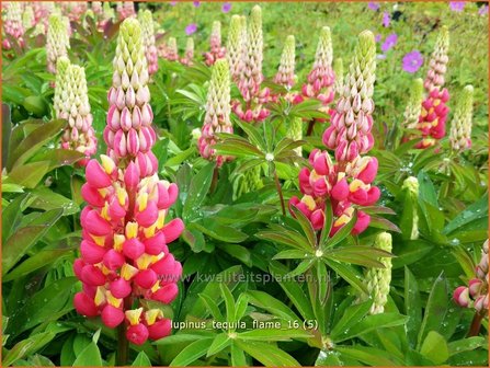 Lupinus 'Tequila Flame' | Lupine | Lupine