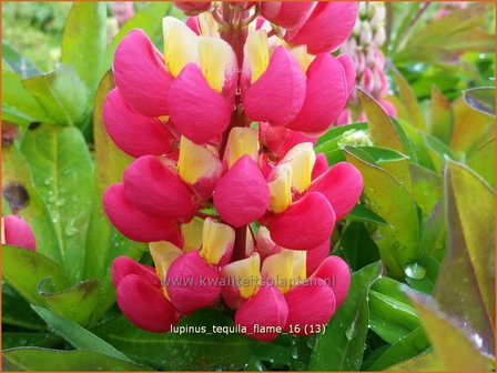Lupinus 'Tequila Flame' | Lupine | Lupine