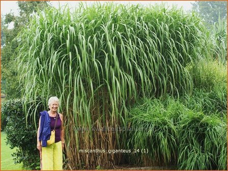 Miscanthus giganteus | Prachtriet, Japans sierriet, Chinees riet