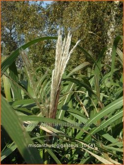 Miscanthus giganteus | Prachtriet, Japans sierriet, Chinees riet