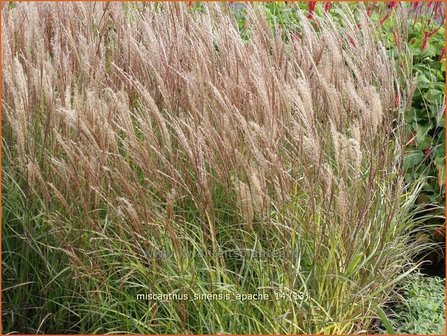 Miscanthus sinensis &#039;Apache&#039; | Prachtriet, Chinees riet, Japans riet, Sierriet