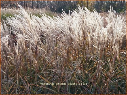 Miscanthus sinensis &#039;Apache&#039; | Prachtriet, Chinees riet, Japans sierriet, Sierriet