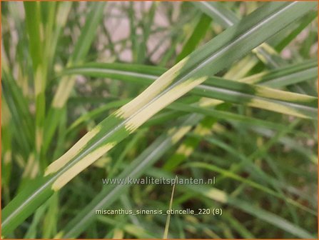 Miscanthus sinensis &#039;Etincelle&#039; | Zebragras, Prachtriet, Chinees riet, Japans sierriet | Chinaschilf