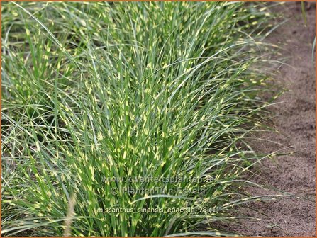 Miscanthus sinensis &#039;Etincelle&#039; | Zebragras, Prachtriet, Chinees riet, Japans sierriet | Chinaschilf