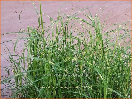 Miscanthus sinensis &#039;Etincelle&#039; | Zebragras, Prachtriet, Chinees riet, Japans sierriet | Chinaschilf