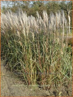 Miscanthus sinensis &#039;Goliath&#039; | Prachtriet, Japans sierriet, Chinees riet