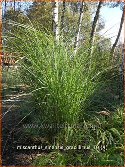 Miscanthus sinensis &#039;Gracillimus&#039; | Prachtriet, Japans sierriet, Chinees riet