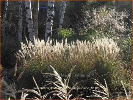 Miscanthus sinensis &#039;Kleine Silberspinne&#039; | Prachtriet, Japans sierriet, Chinees riet