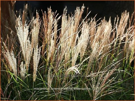 Miscanthus sinensis &#039;Kleine Silberspinne&#039; | Chinees prachtriet, Chinees riet, Japans sierriet, Sierriet | Chinaschilf