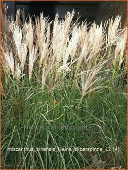 Miscanthus sinensis &#039;Kleine Silberspinne&#039; | Prachtriet, Japans sierriet, Chinees riet