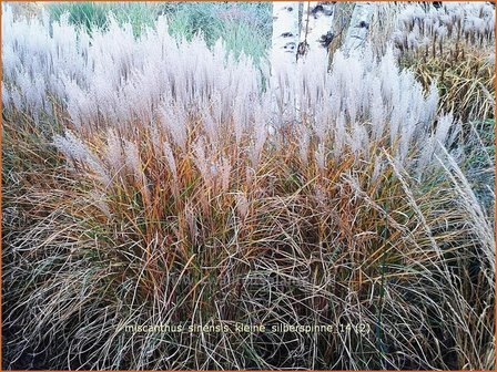 Miscanthus sinensis &#039;Kleine Silberspinne&#039; | Prachtriet, Japans sierriet, Chinees riet