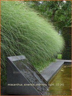 Miscanthus sinensis &#039;Morning Light&#039; | Prachtriet, Chinees riet, Japans sierriet, Sierriet | Chinaschilf