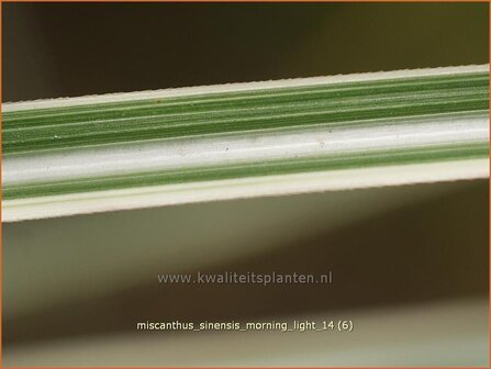Miscanthus sinensis &#039;Morning Light&#039; | Prachtriet, Chinees riet, Japans sierriet, Sierriet | Chinaschilf