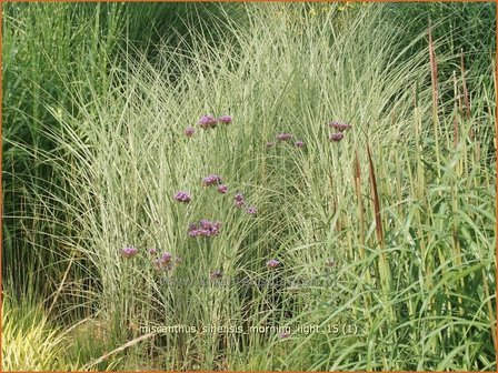 Miscanthus sinensis &#039;Morning Light&#039; | Prachtriet, Chinees riet, Japans sierriet, Sierriet | Chinaschilf