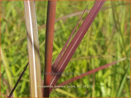 Miscanthus sinensis &#039;Purple Fall&#039; | Prachtriet, Chinees riet, Japans sierriet, Sierriet | Chinaschilf