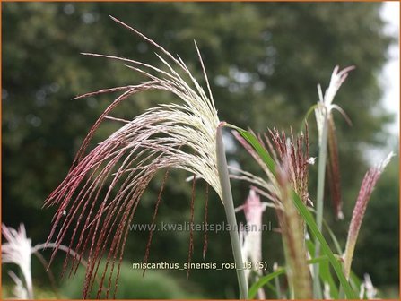 Miscanthus sinensis &#039;Rosi&#039; | Prachtriet, Chinees riet, Japans sierriet, Sierriet | Chinaschilf