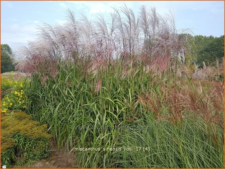 Miscanthus sinensis &#039;Rosi&#039; | Prachtriet, Chinees riet, Japans sierriet, Sierriet | Chinaschilf