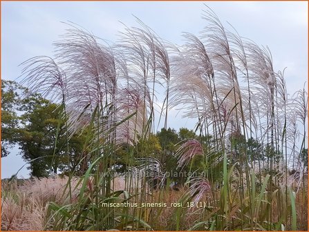 Miscanthus sinensis &#039;Rosi&#039; | Prachtriet, Chinees riet, Japans sierriet, Sierriet | Chinaschilf