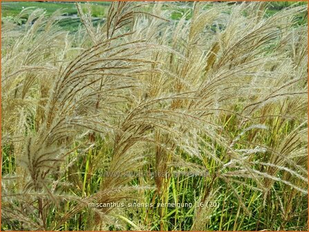 Miscanthus sinensis &#039;Verneigung&#039; | Prachtriet, Chinees riet, Japans sierriet, Sierriet | Chinaschilf