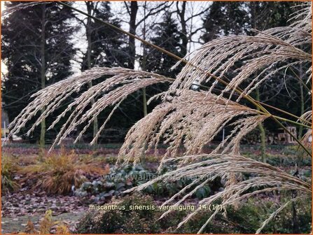 Miscanthus sinensis &#039;Verneigung&#039; | Prachtriet, Chinees riet, Japans sierriet, Sierriet | Chinaschilf