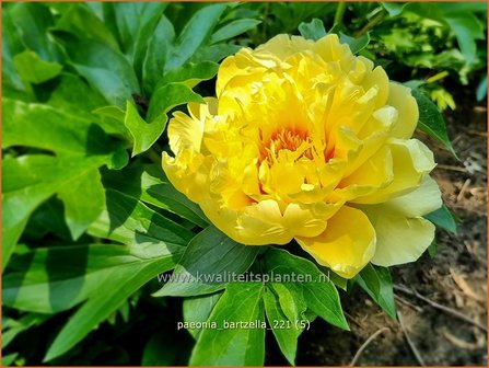 Paeonia &#039;Bartzella&#039; | Pioenroos | Pfingstrose