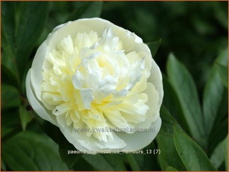 Paeonia &#039;Duchesse de Nemours&#039; | Pioenroos | Pfingstrose