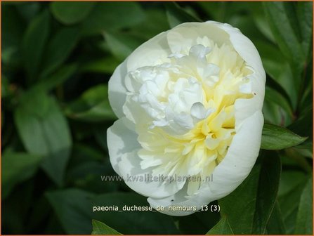 Paeonia &#039;Duchesse de Nemours&#039; | Pioenroos | Pfingstrose